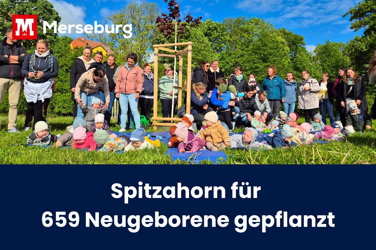 beitragsbild baumpflanzaktion