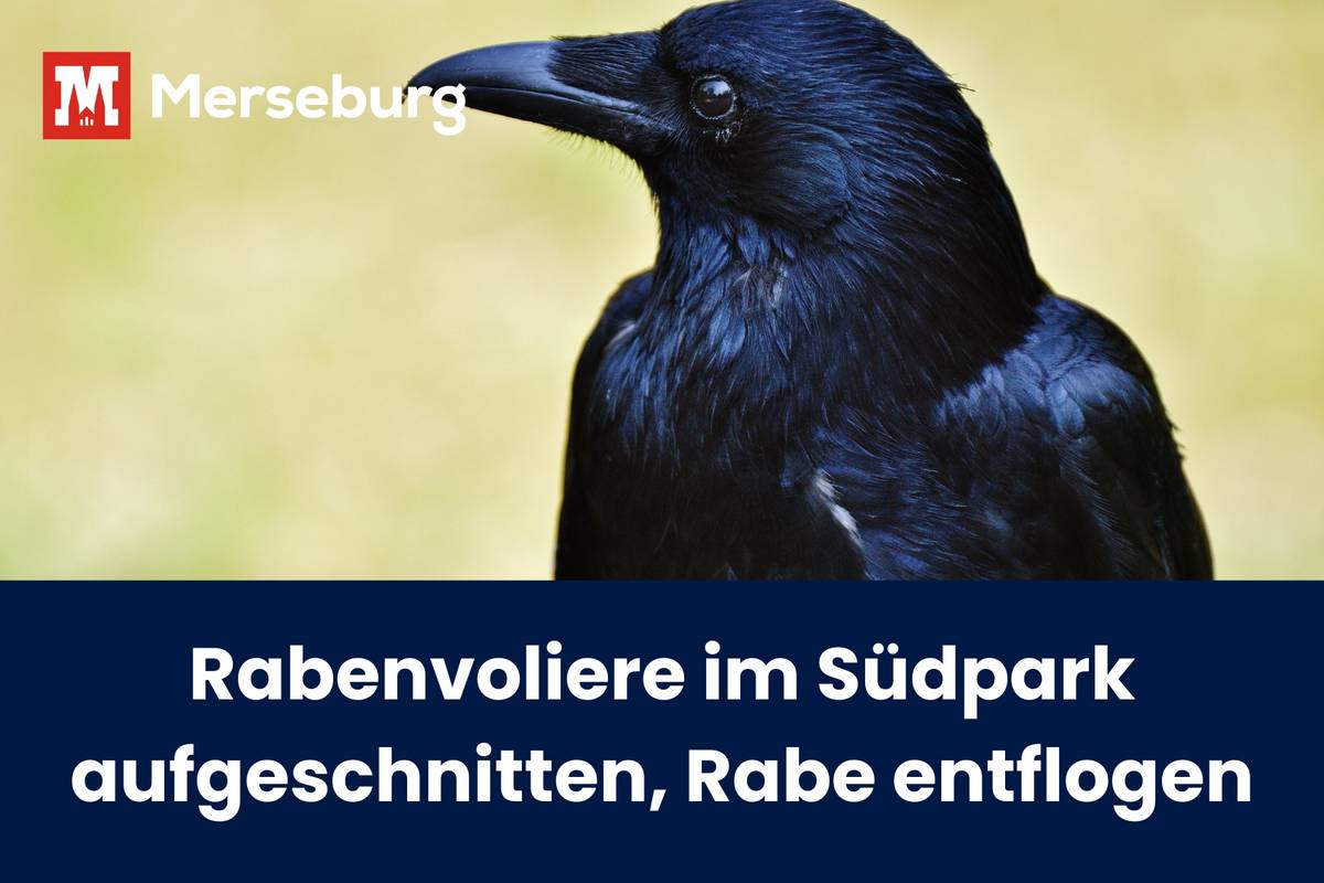 ein Rabe, der nach links schaut; Titel des Artikels