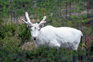 Finnisches Rentier ganz in weiß © Thomas Meixner ein komplett weißes, finnisches Rentier im Wald