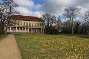 Krokusse im Schlossgarten