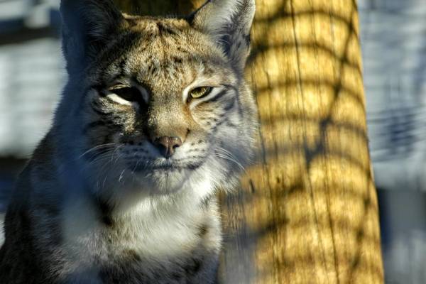 Unser Luchs bekommt einen neuen Freund! Foto: Wolgang Kubak luchs