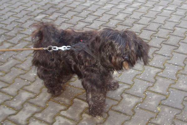 Auf den Internetseiten der Stadtverwaltung Merseburg (www.merseburg.de/de/fundtiere.html) finden Sie Informationen zu Fundtieren. Sollten Sie Interesse haben, einen Hund aufzunehmen, wenden Sie sich bitte an das Bürger- und Ordnungsamt. hund bearbeitet